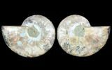 Sliced Ammonite Fossil - Agatized #114898-1